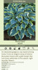 Hosta 'First Frost' (25) BR Plants   Hosta 'First Frost' (25) BR Plants
