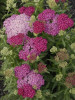 Achillea m Saucy Seduction PP20782 25 BR Plants