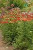 Achillea m Strawberry Seduction PP18401 25 BR Plants