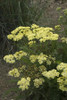 Achillea m Sunny Seduction PP20808 25 BR Plants