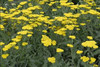 Achillea Moonshine 25 BR Plants
