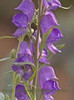 Aconitum napellus 25 BR Plants