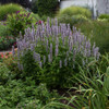 Agastache 'Blue Fortune' (25) BR Plants