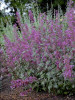 Agastache Bolero 30ct Flat