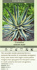 Agave Cornelius 20ct Flat