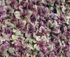 Ajuga reptans Burgundy Glow 30ct Flat