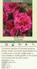 Alcea rosea Fiesta Time 30ct Flat