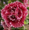 Alcea rosea Fiesta Time 30ct Flat