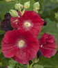 Alcea rosea Mars Magic 30ct Flat