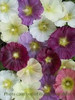 Alcea Summer Memories 30ct Flat