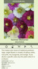 Alcea Summer Memories 30ct Flat