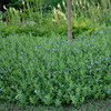 Amsonia 'Blue Ice' (25) BR Plants