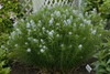 Amsonia hubrichtii Bluestar 25 BR Plants
