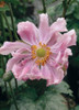 Anemone Queen Charlotte 20ct Flat