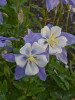Aquilegia Blue Bird 30ct Flat