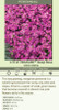 Arabis c LITTLE TREASURE TM Deep Rose 30ct Flat