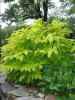 Aralia c Sun King 20ct Flat