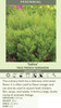 Artemisia dracunculus Sativa 25 BR Plants