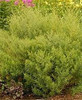 Artemisia dracunculus Sativa 25 BR Plants