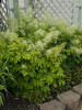 Aruncus dioicus 30ct Flat