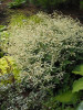 Aruncus Misty Lace PP15798