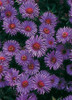 Aster novae-angliae Purple Dome