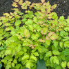 Astilbe 'Amber Moon' PP26028 (20)ct Flat