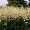 Astilbe 'Bridal Veil' ('Brautschleier') (25) BR Plants