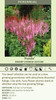 Astilbe chinensis Pumila 25 BR Plants