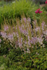 Astilbe 'Pumila'
Photos courtesy of Walters Gardens, Inc.