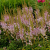 Astilbe chinensis 'Pumila' (25) BR Plants