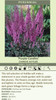 Astilbe chinensis Purple Candles Purpurkerze 25 BR Plants