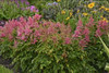 Astilbe chinensis Visions 25 BR Plants