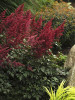 Astilbe Fanal 25 BR Plants