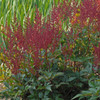 Astilbe 'Montgomery' (25) BR Plants