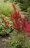 Astilbe Radius 25 BR Plants