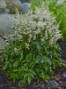 Astilbe Sugarberry PP20674 25 BR Plants