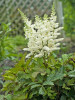 Astilbe Younique White Verswhite PP19845 25 BR Plants