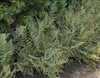 Athyrium Ghost 20ct Flat