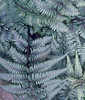 Athyrium niponicum Pictum 20ct Flat