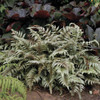 Athyrium niponicum 'Pictum' (20)ct Flat