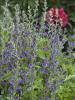 Baptisia australis 25 BR Plants