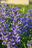 Baptisia DECADENCE Blueberry Sundae PP23891 25 BR Plants