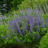 Baptisia DECADENCE 'Blueberry Sundae' PP23891 (25) BR Plants