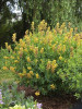 Baptisia DECADENCE Cherries Jubilee PP23907 25 BR Plants