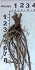 Baptisia DECADENCE Dutch Chocolate PP23872 25 BR Plants