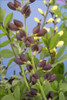 Baptisia DECADENCE Dutch Chocolate PP23872 25 BR Plants