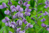 Baptisia Purple Smoke 25 BR Plants