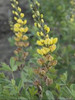 Baptisia Solar Flare PP20408 25 BR Plants