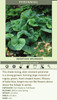 Brunnera macrophylla 20ct Flat